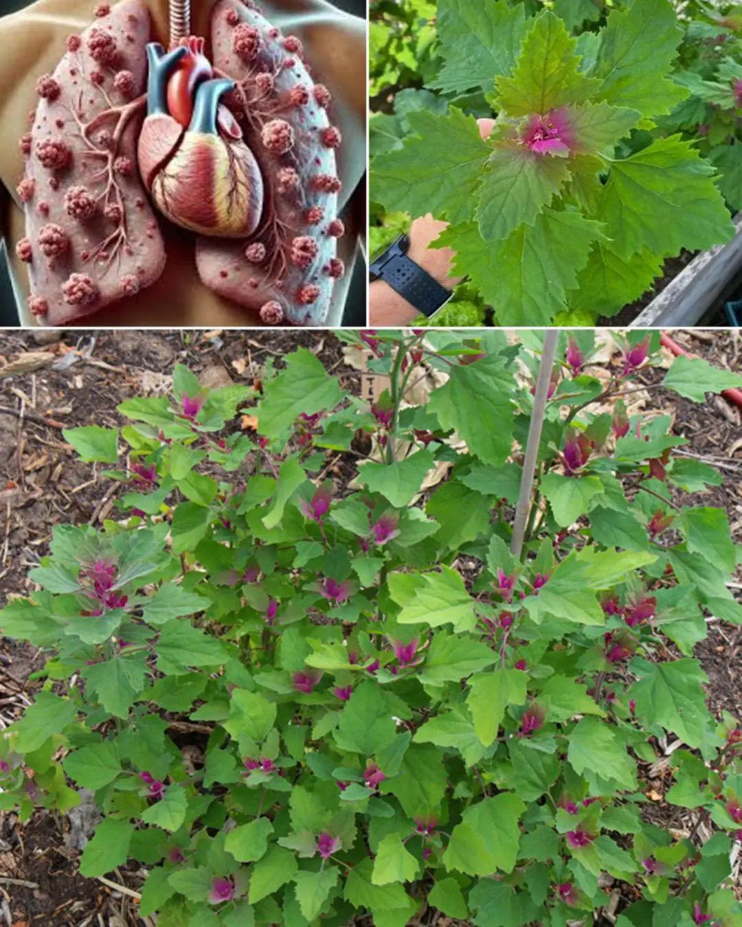 Discovering the Health Benefits of Lamb’s Quarters