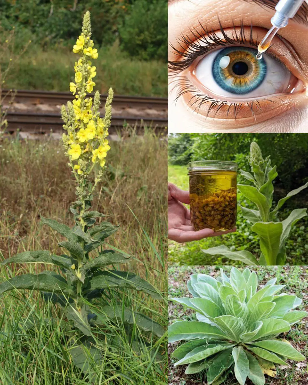 Common Mullein: Benefits and Uses of Nature’s Versatile Herb