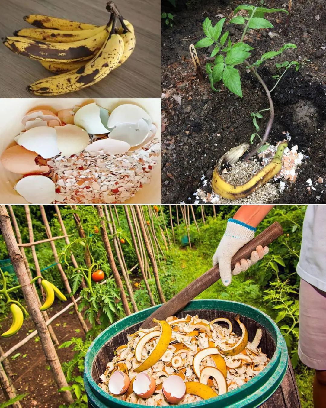12 Homemade fertilizers for plants easy to find at home