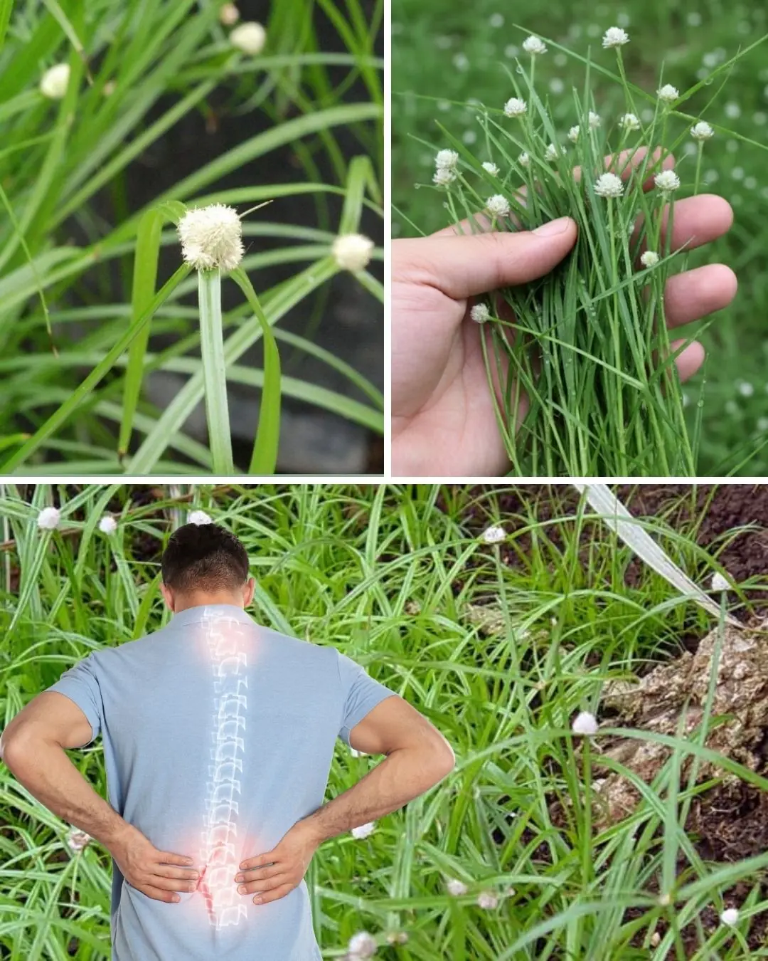 Cyperus Rotundus: The Ancient Herb with Modern Healing Power