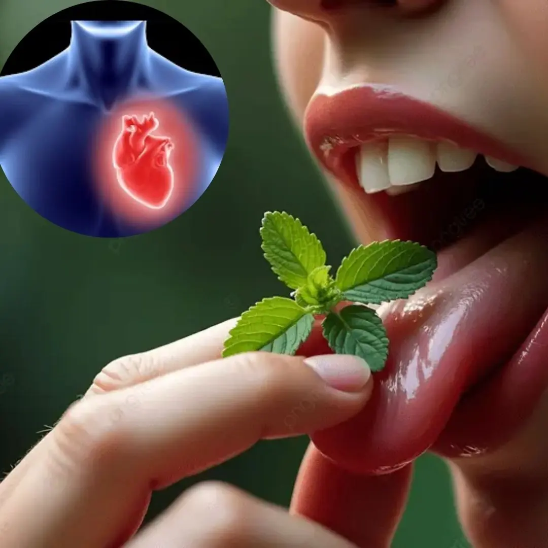 The Leaf Under Your Tongue That Calms the Heart in Minutes – Nature’s Fast-Acting Remedy