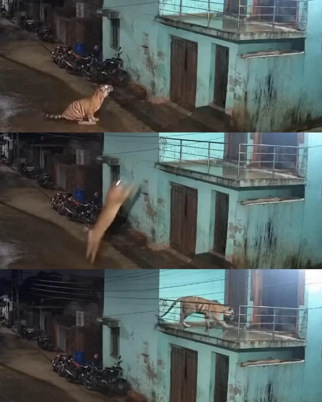The Night the Tiger Took Flight: A Leap That Stunned the World