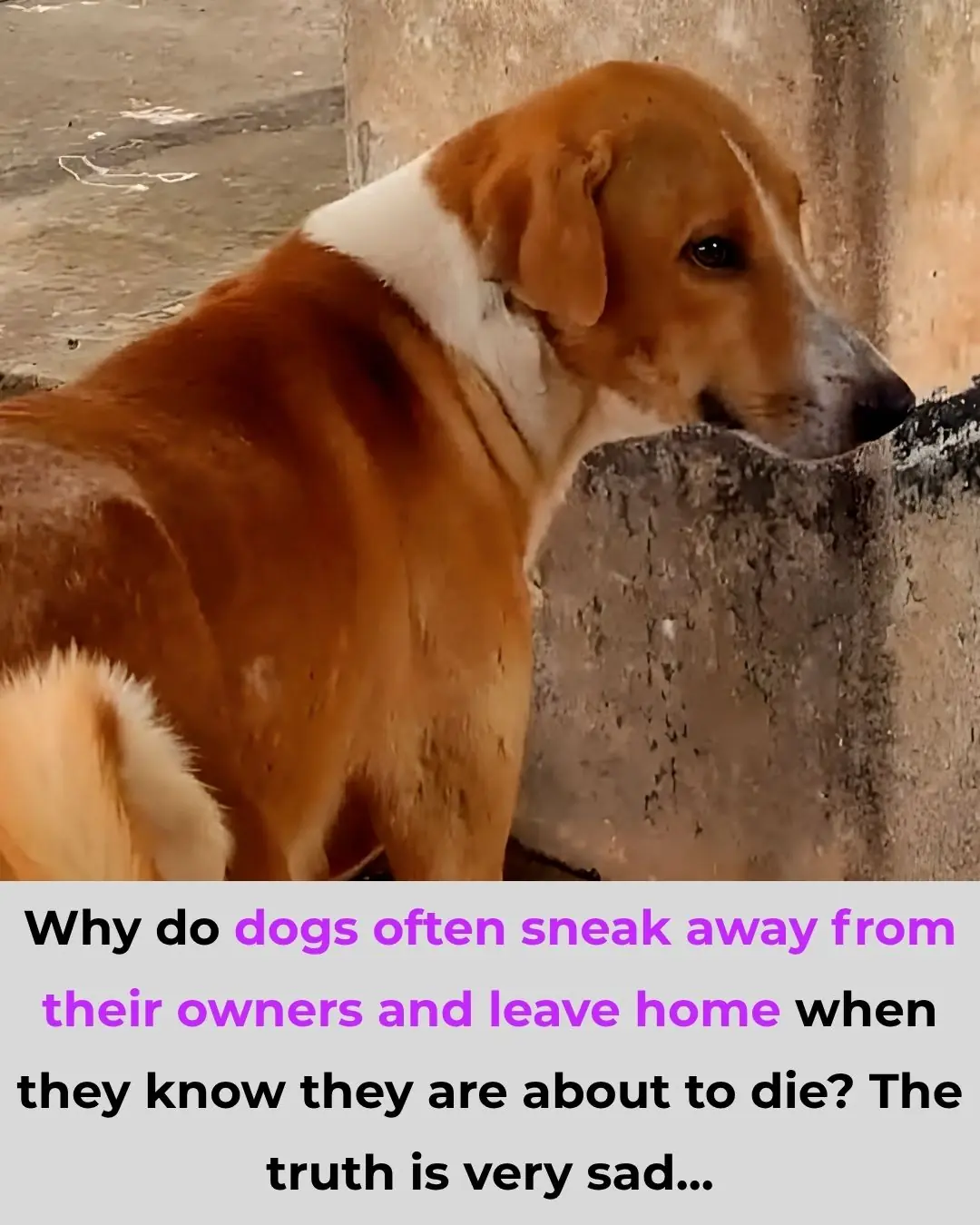 Why do dogs often secretly run away from their owners when they sense they are about to die? The truth is very heartbreaking...