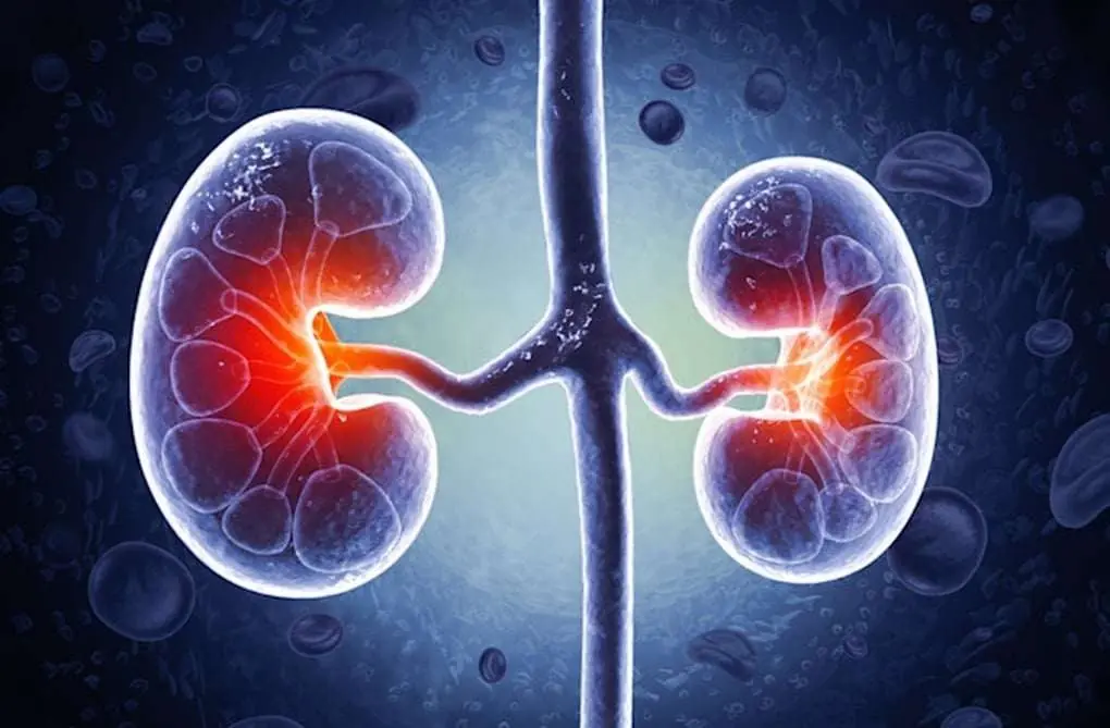 Revitalize Your Kidneys with This Ancient Amazonian Infusion