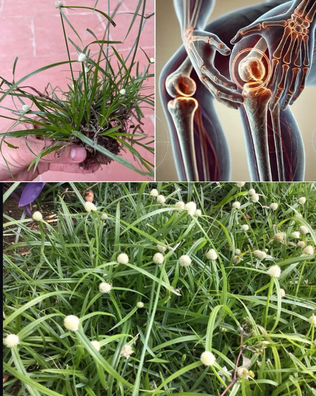 Kyllinga brevifolia (Rottb): Benefits and How to Use It