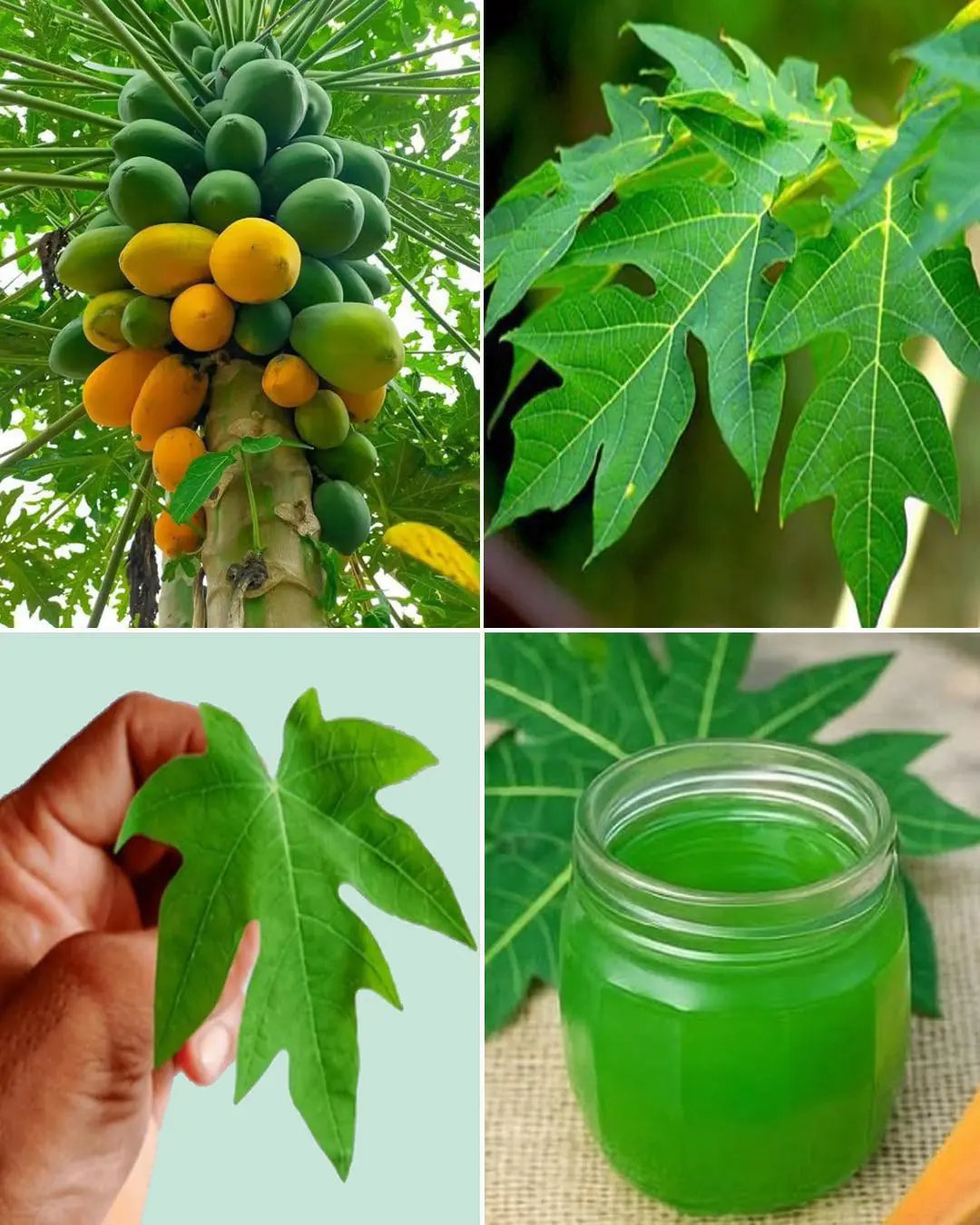 Everybody loves papayas, but don’t know this amazing uses of papaya leaves