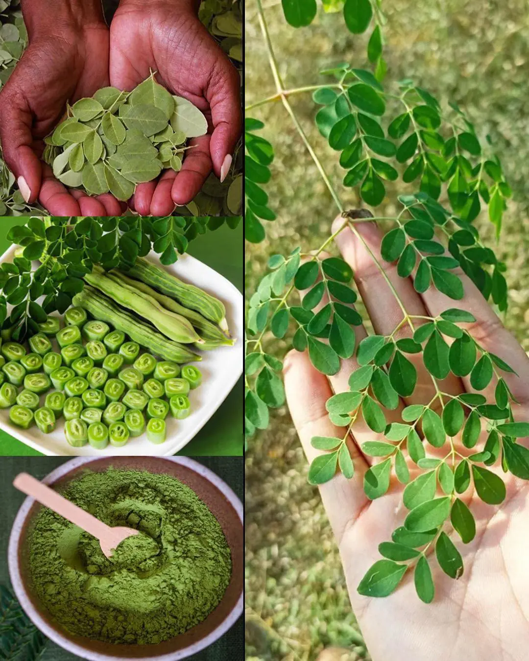 Discover The Miraculous Benefits of Moringa