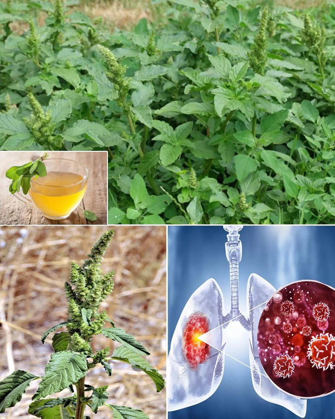9 Things About Bledo Blanco (Amaranthus albus)