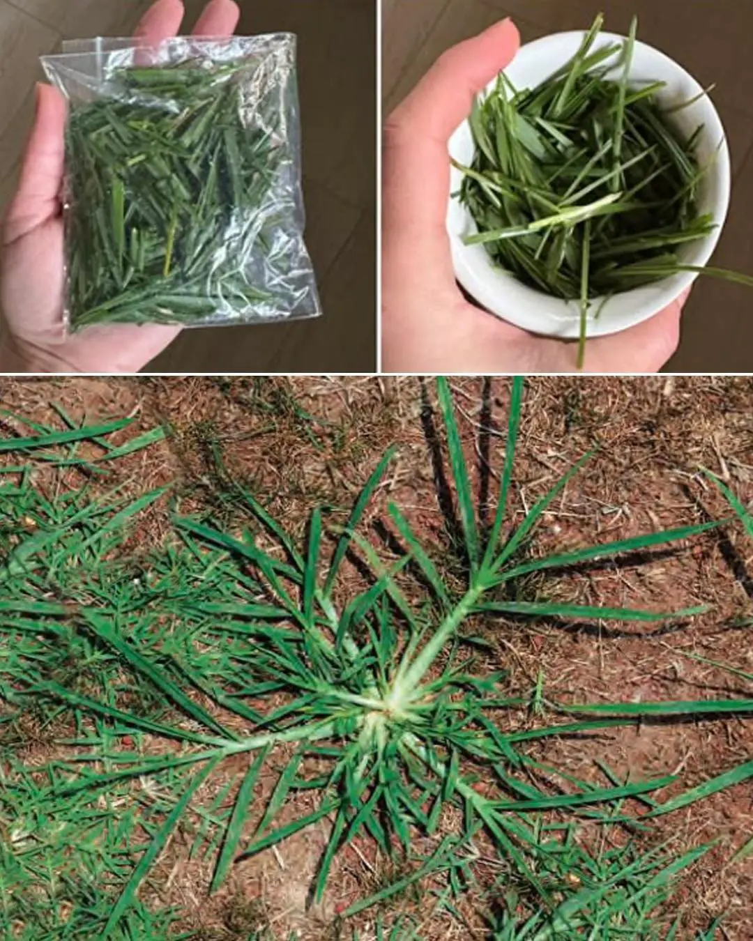 24 Incredible Health Benefits of Goosegrass