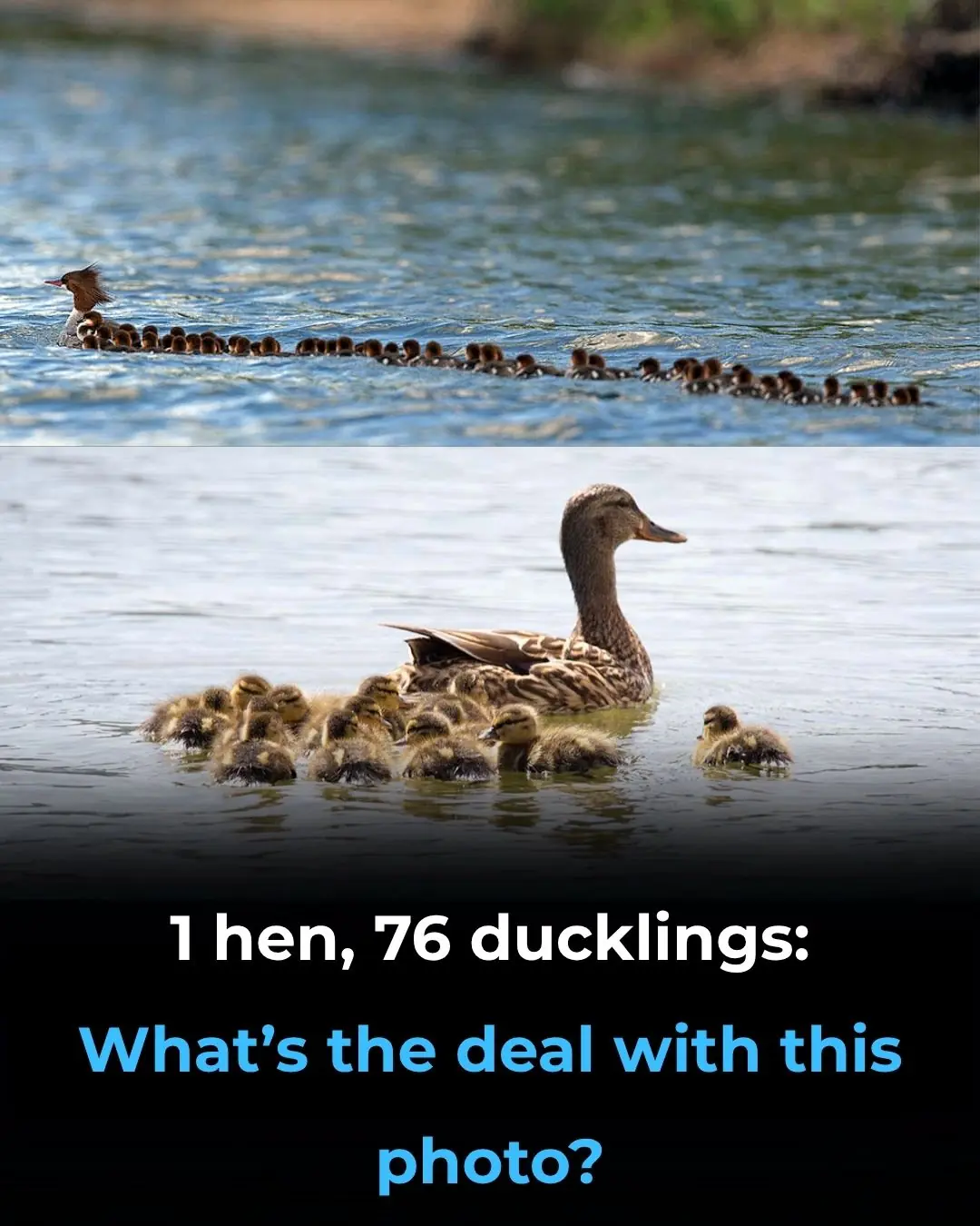 1 Hen, 76 Ducklings: What’s The Deal With This Photo?