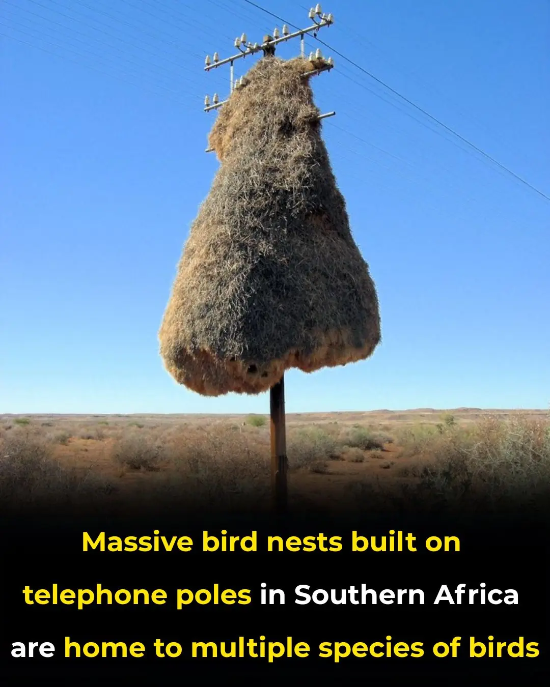 Massive Bird Nests Built on Telephone Poles in Southern Africa are Home to Multiple Species of Birds