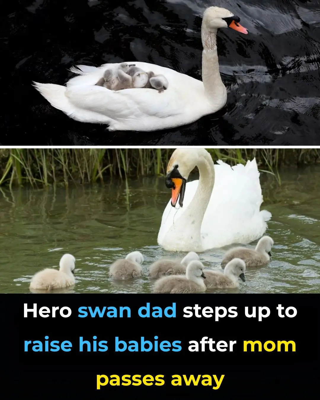 After the mother swan dies, the father swan takes the youngsters under his wing