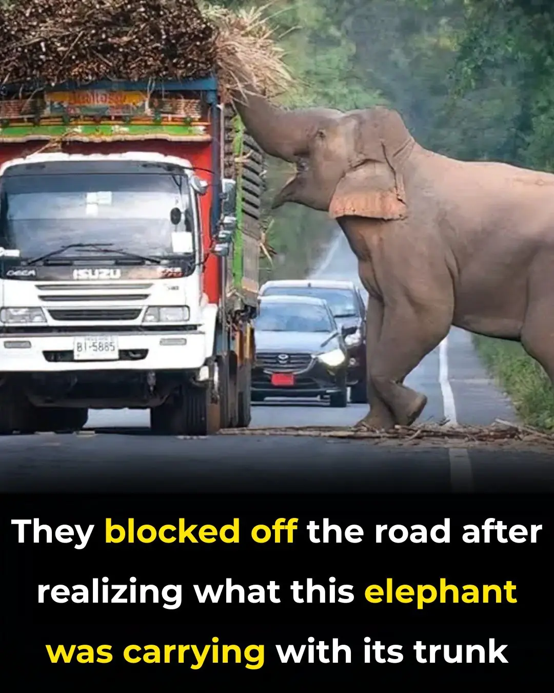 Weeping elephants mourn a lost baby in a funeral march like humans