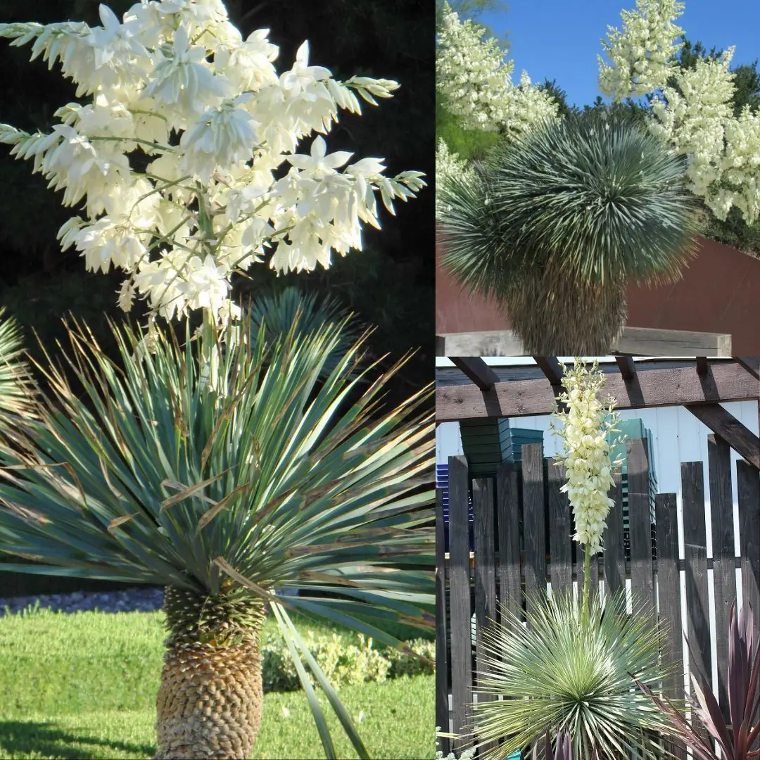 World’s Largest Bromeliad, ‘Queen of the Andes’, Blooms Only Once in a Century