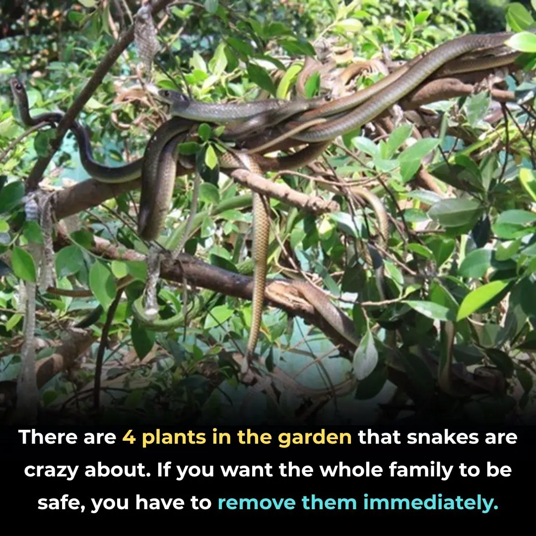 There are 4 plants in the garden that snakes are crazy about. If you want the whole family to be safe, you have to remove them immediately.