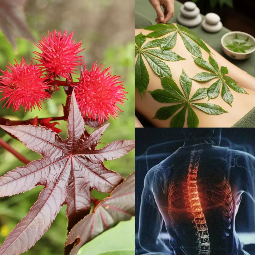 The Power of Castor Leaves: Nature’s Hidden Gift
