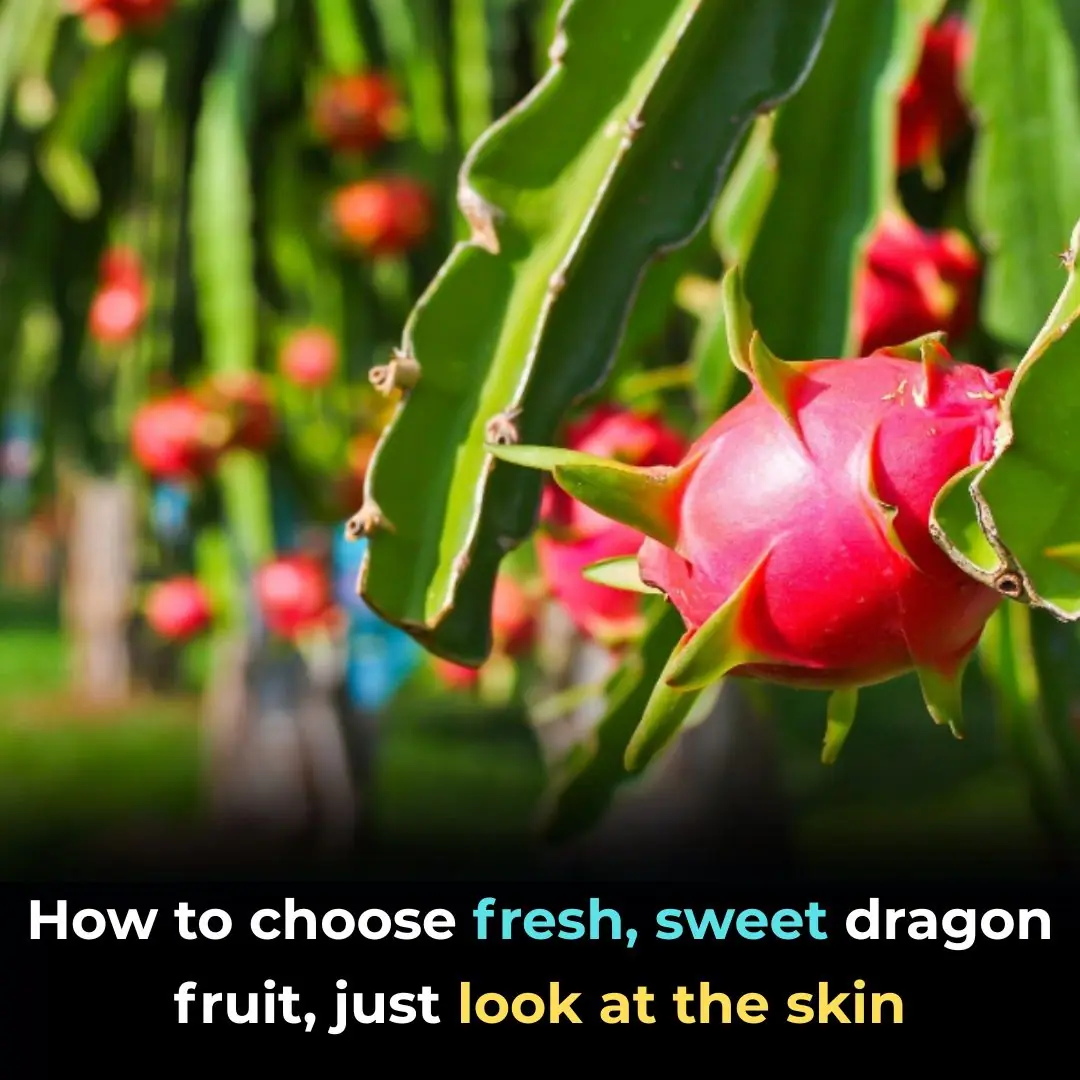 How to choose fresh, sweet dragon fruit, just look at the skin
