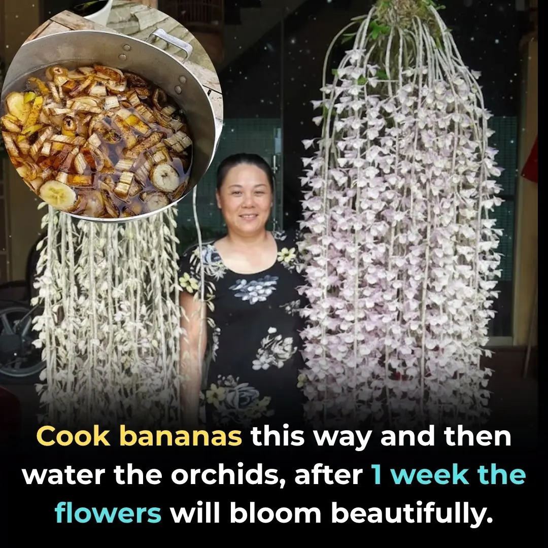 Cook bananas this way and then water the orchids, after 1 week the flowers will bloom beautifully.