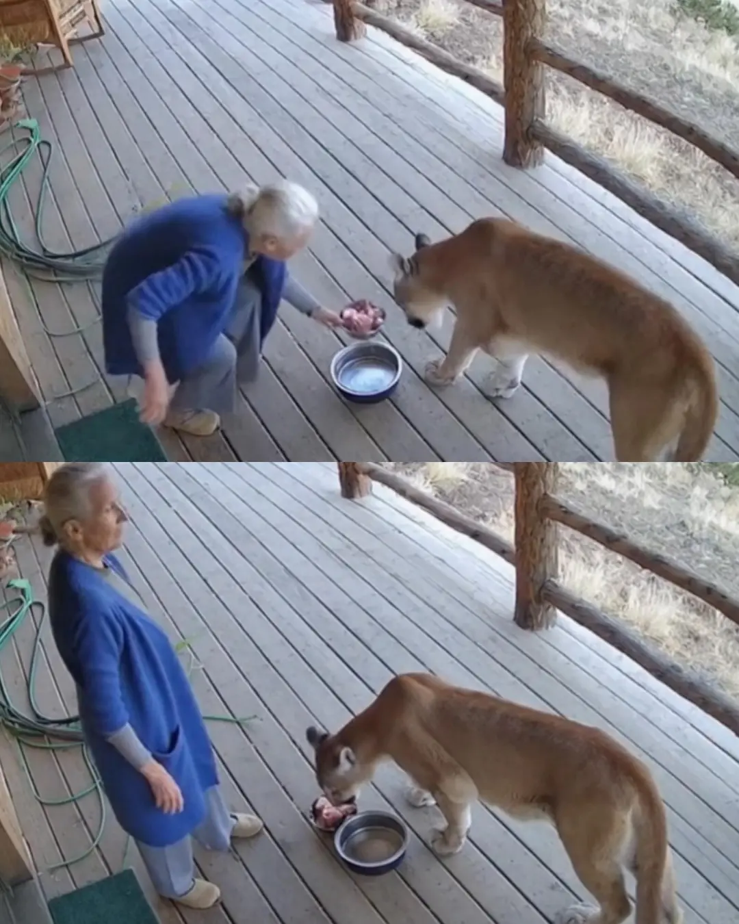 Grandma’s “Stray Cat” Turns Out to Be a Cougar.