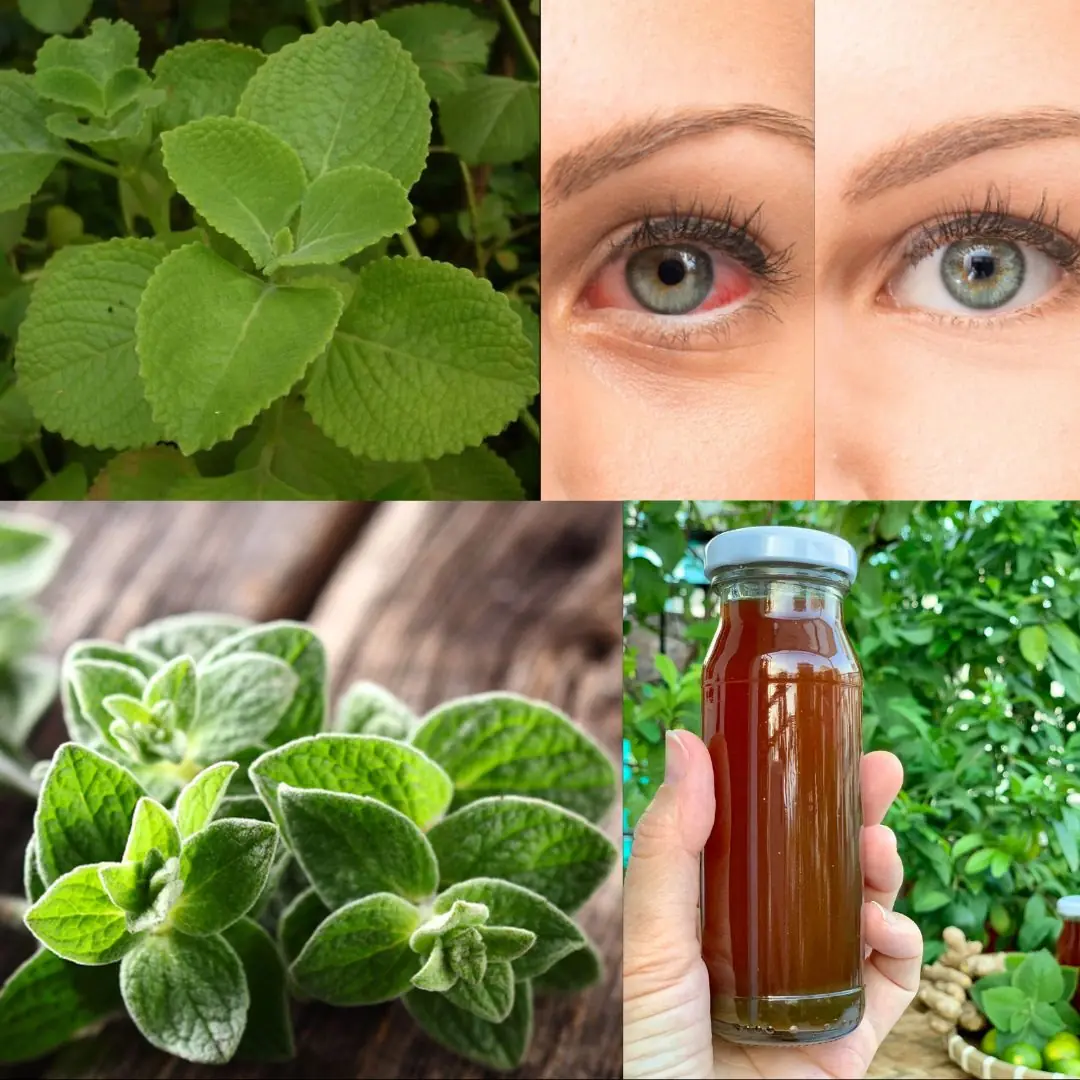 Is Oregano Good for Vision? Benefits, Uses, and Precautions