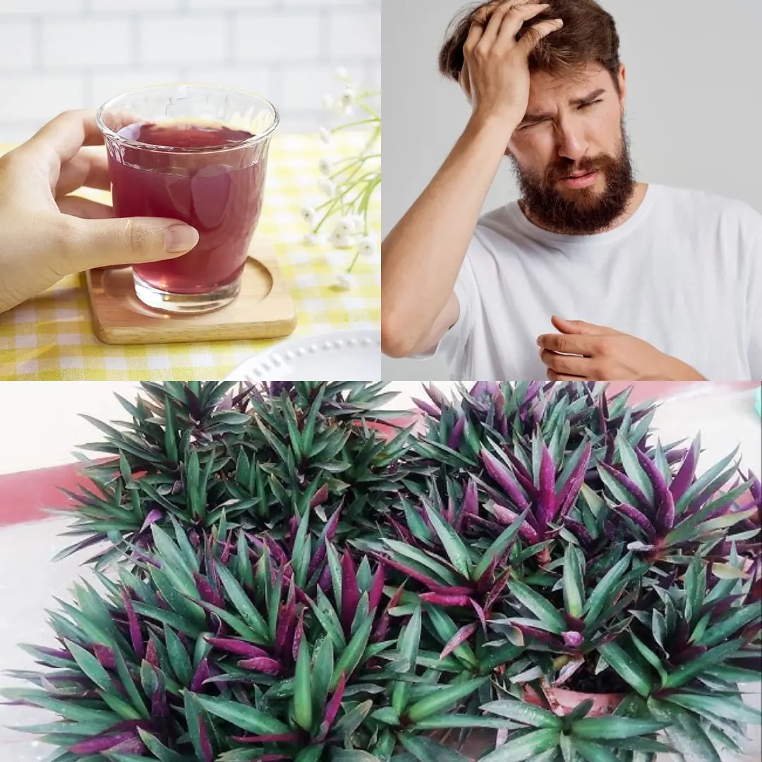 Purple Maguey Drink: Incredible Health Benefits, Uses, and How to Enjoy It