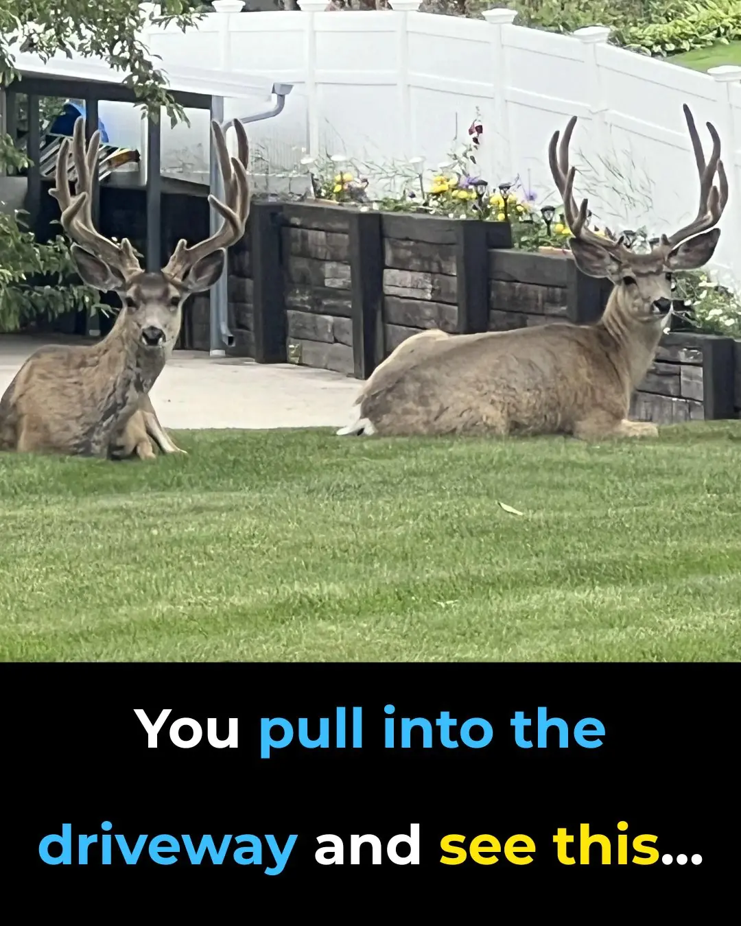Deer Drops By Gift Shop — Then Comes Back Later With Her Kids