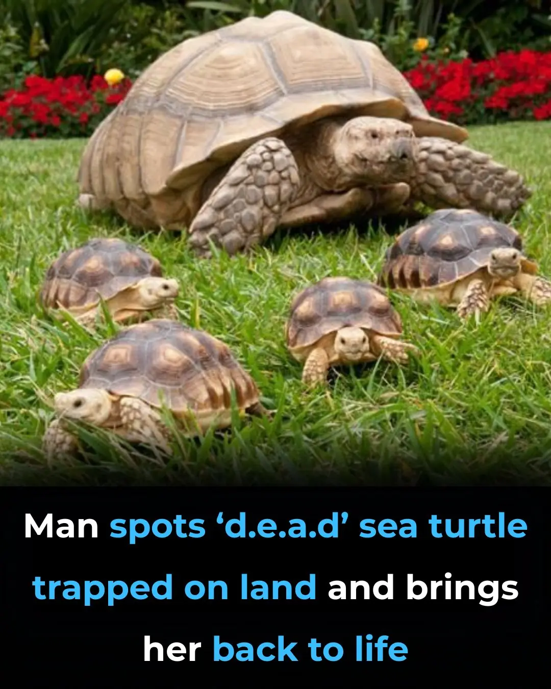 Man Spots ‘Dead’ Sea Turtle Trapped On Land And Brings Her Back To Life