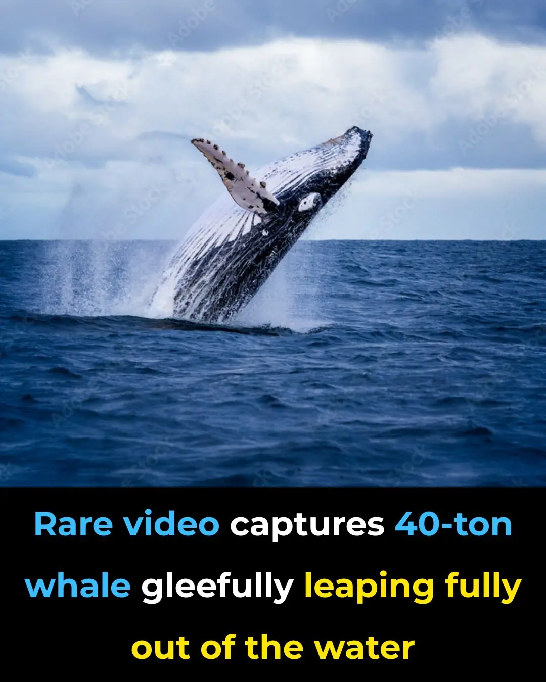 Rare Video Captures 40-Ton Whale Gleefully Leaping Fully Out of the Water