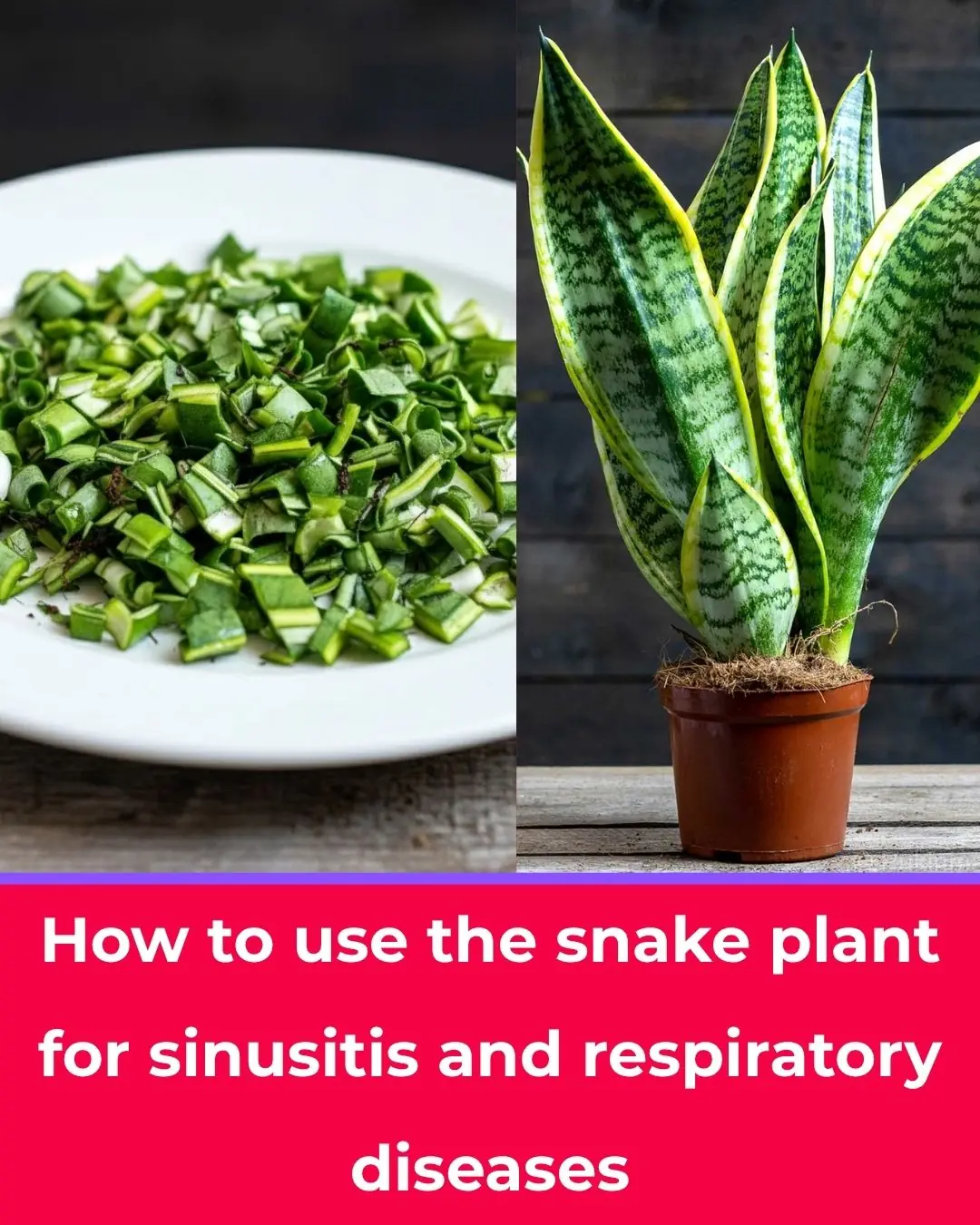 How to Use Snake Plant (Sansevieria) for Sinusitis and Other Respiratory Conditions