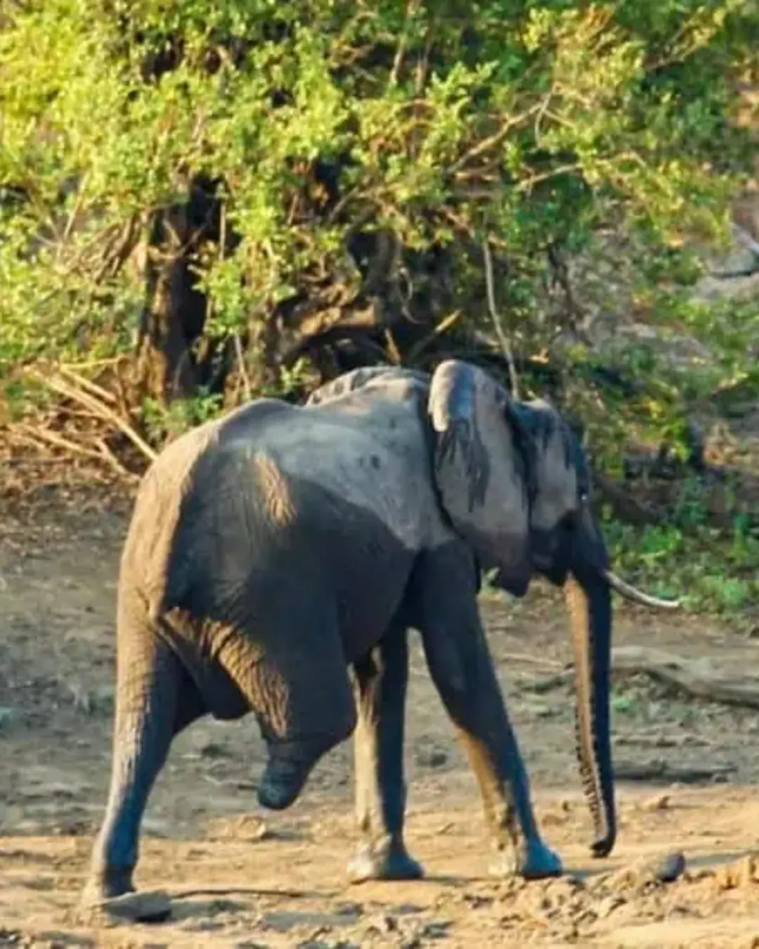 The Three-Legged Elephant: A Story of Strength Beyond Survival.
