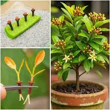 Easy Clove Growing: Seed to Spice