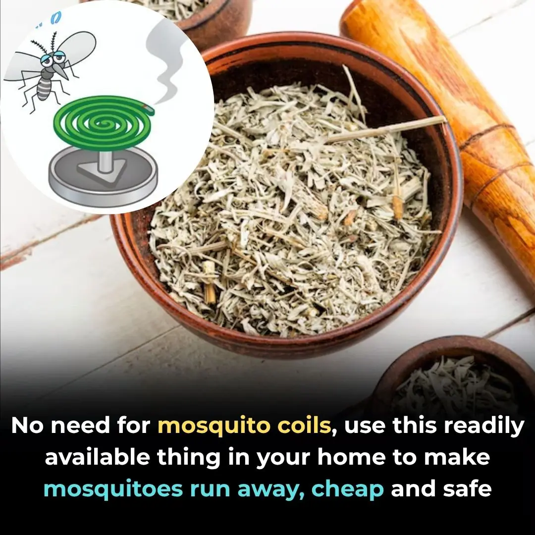 No need for mosquito coils, use this readily available thing in your home to make mosquitoes run away, cheap and safe
