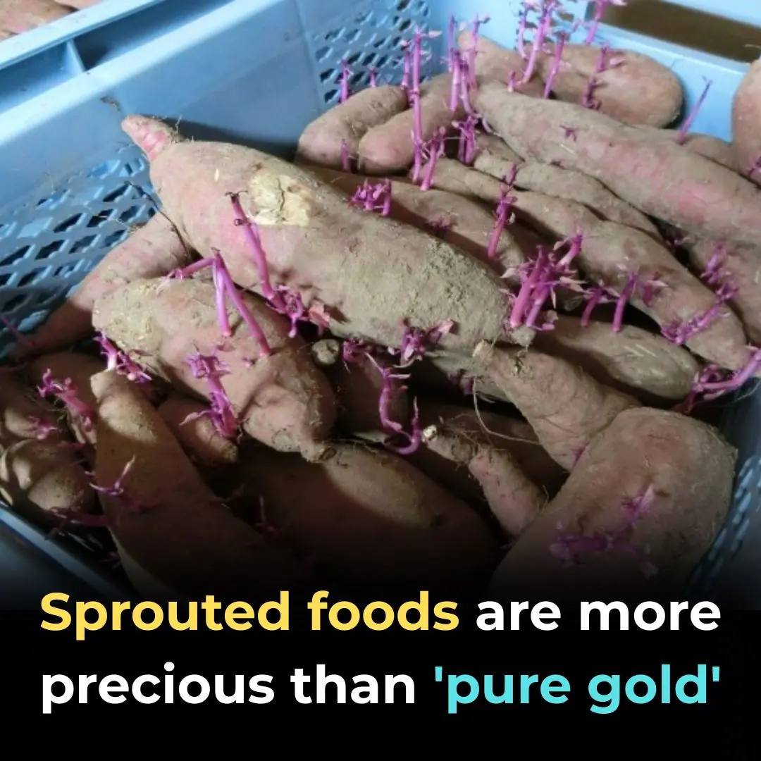 Sprouted foods are more precious than 'pure gold'