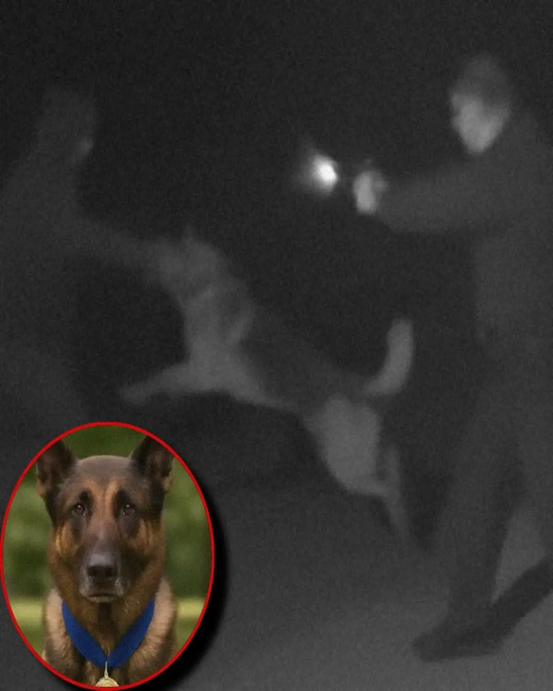 K9 Officer Max: The Hero Who Sacrificed It All