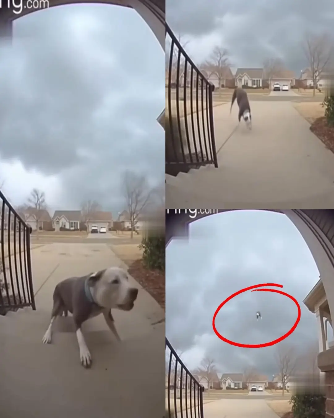 Miracle Survival: Dog Swept Up by Tornado Returns Home