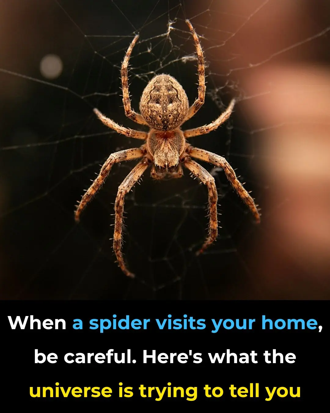 Did You Know? A Spider in Your Home Could Be a Powerful Sign