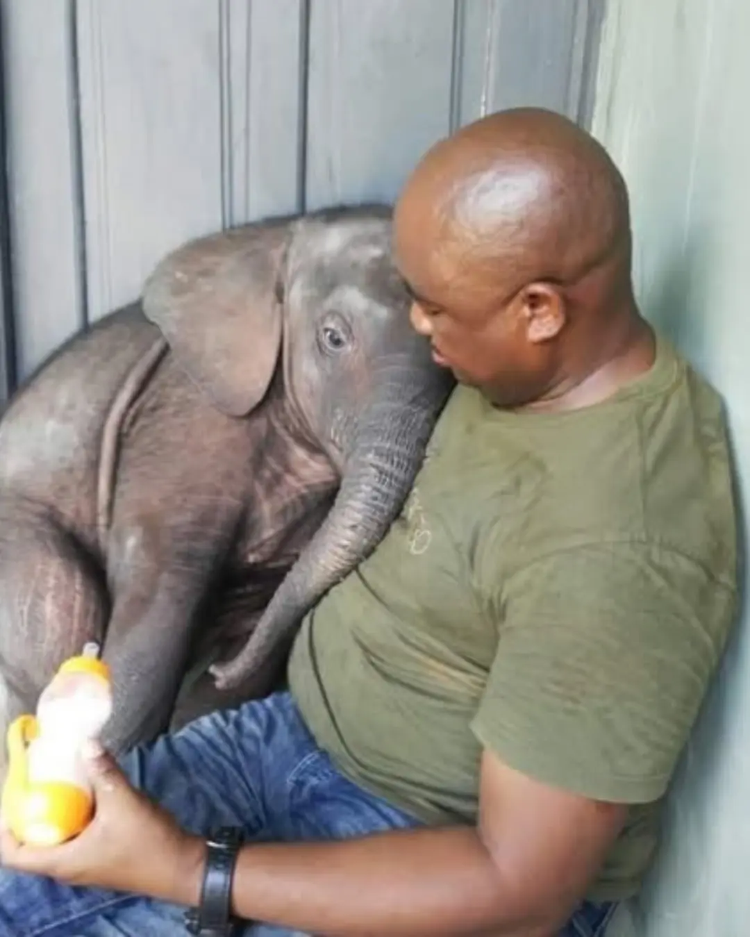 Tembo the Elephant: A Story of Survival, Trust, and Unforgettable Love 💛🐘