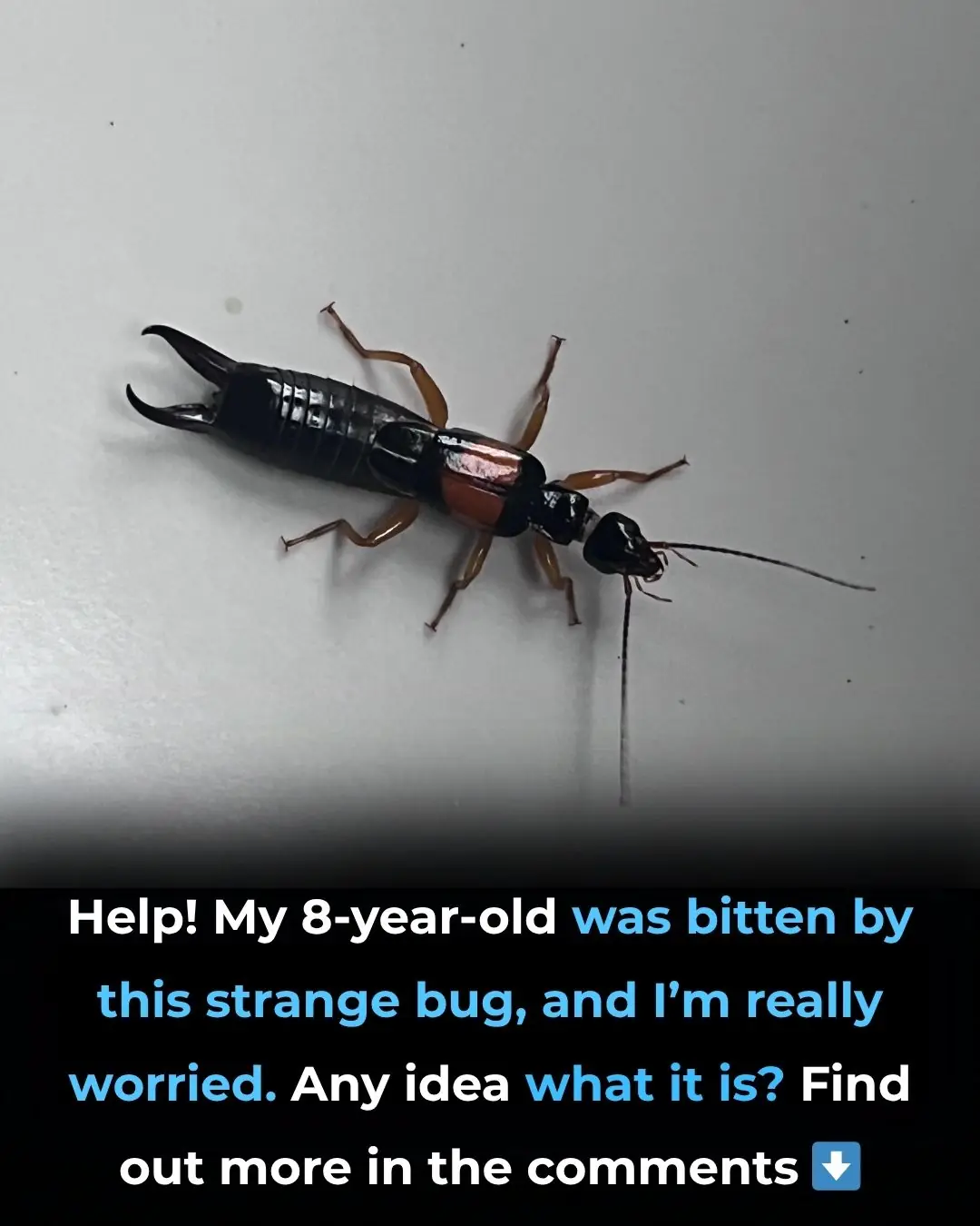 What to Do If Your Child Is Bitten by a Strange Bug