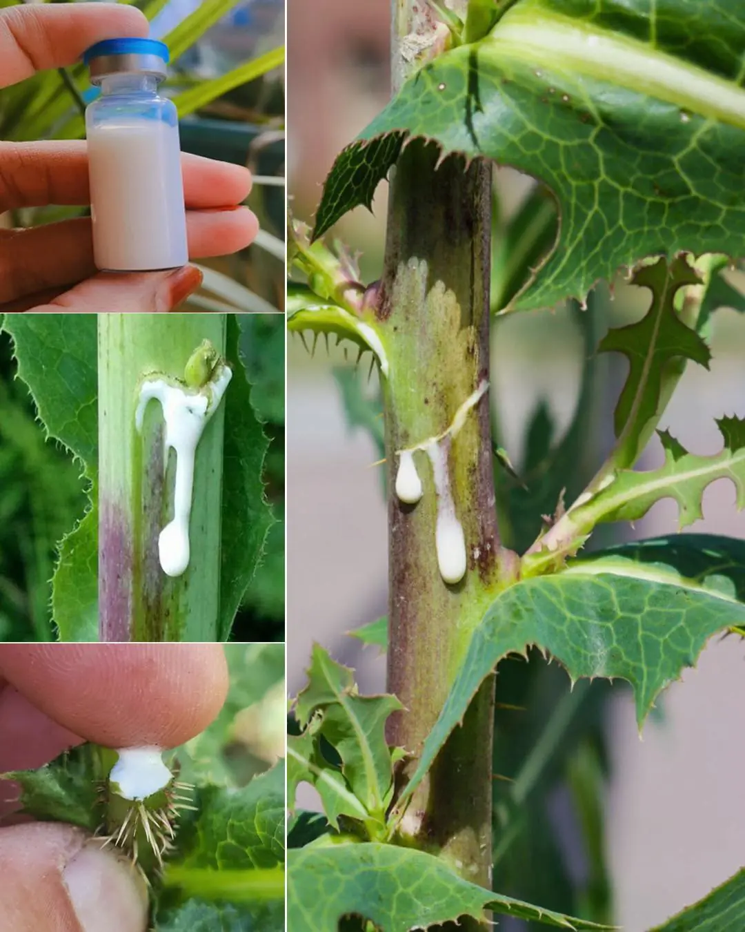 Wild Lettuce Sap: Benefits and Uses