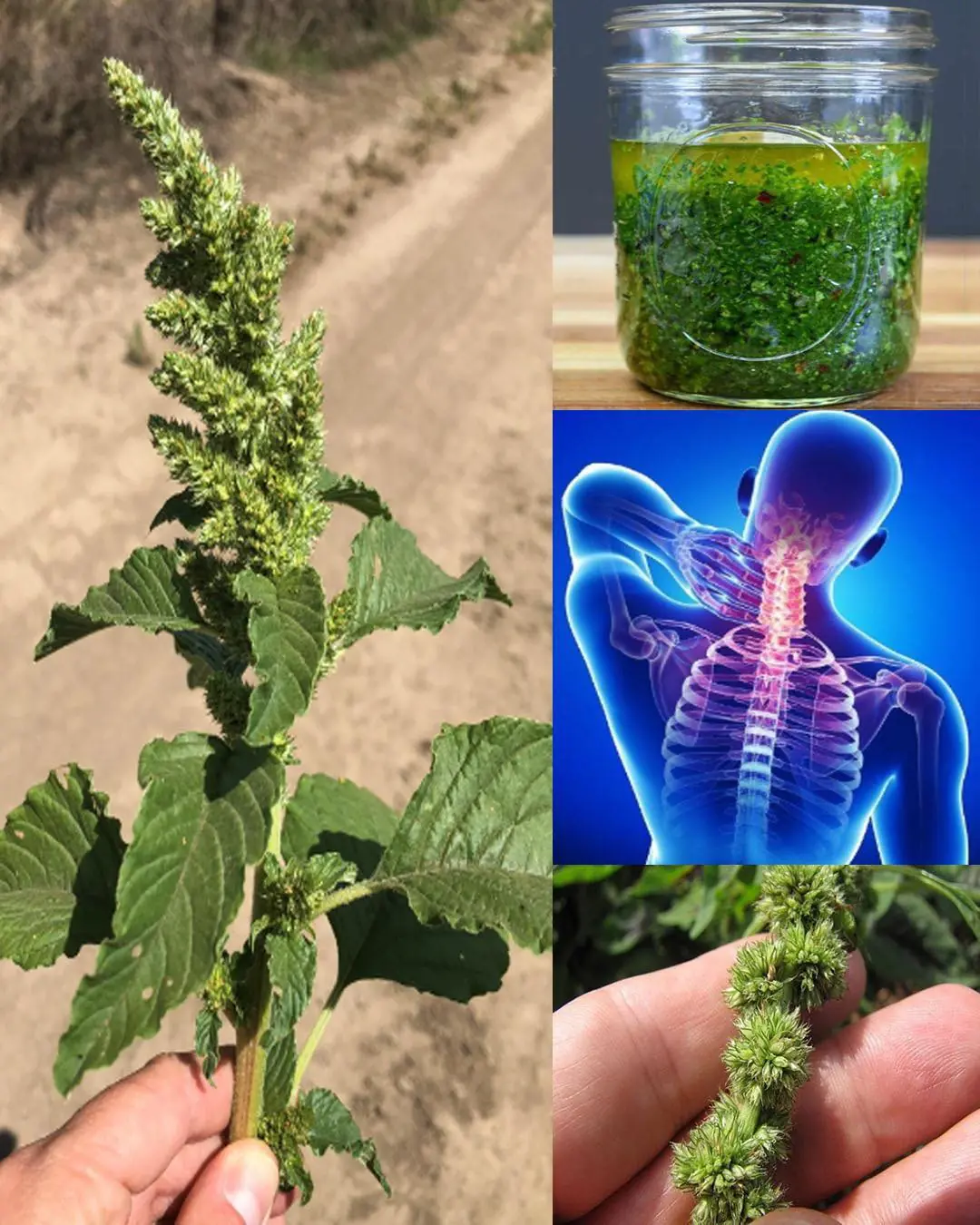 10 benefits of pigweed