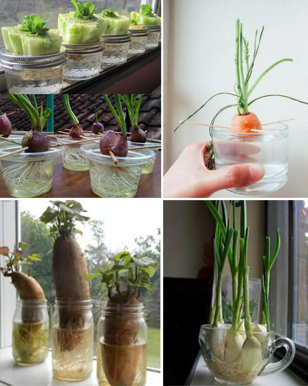 How to Regrow Food in Water: 10 Foods that Regrow Without Dirt