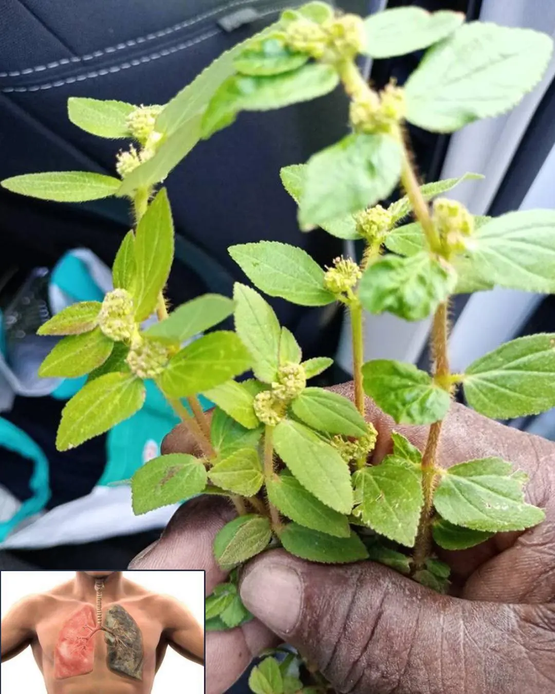 7 Surprising Benefits of Euphorbia Hirta