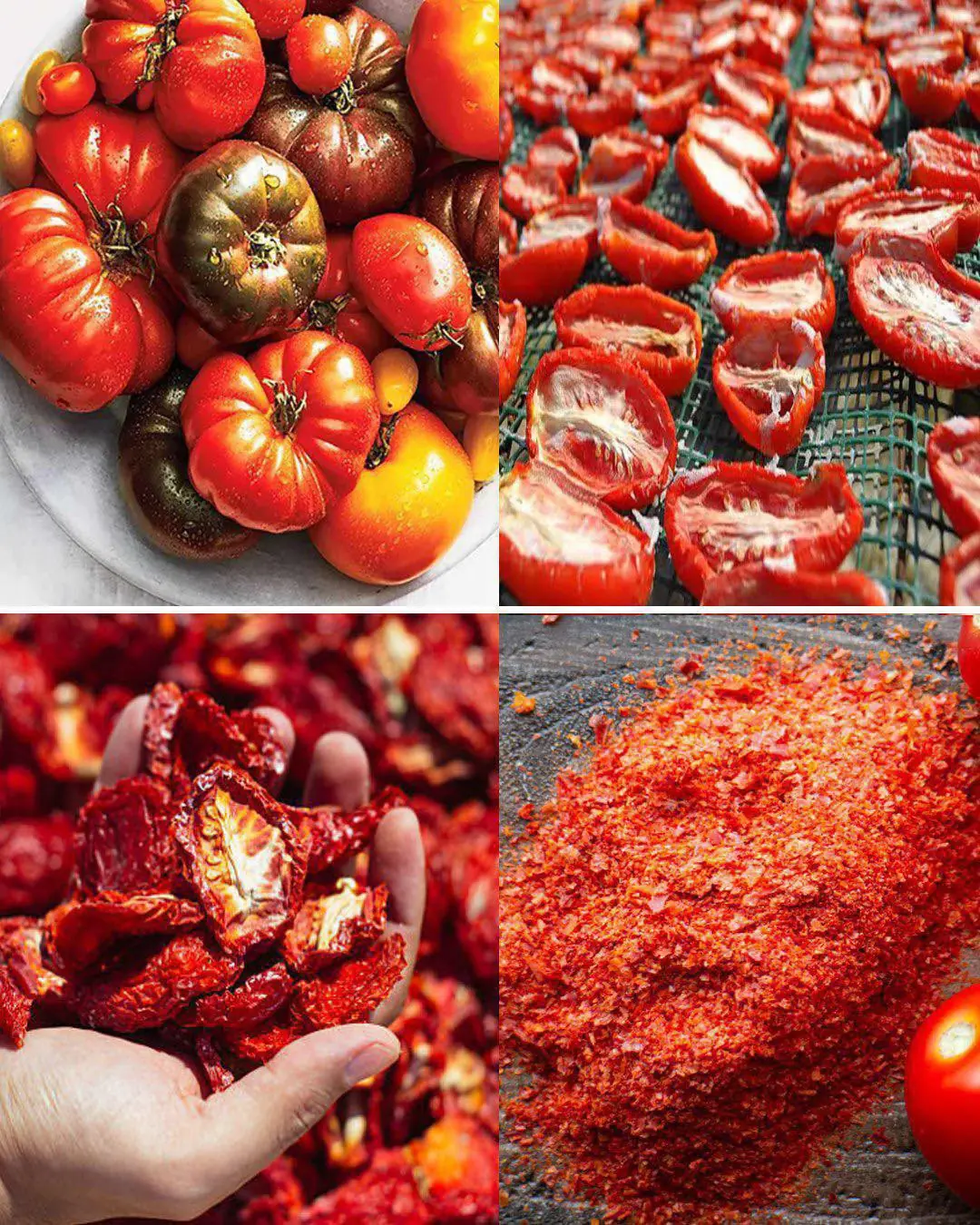 Don't Throw Old Tomatoes in the Trash.Turn them into flavorful tomato powder.