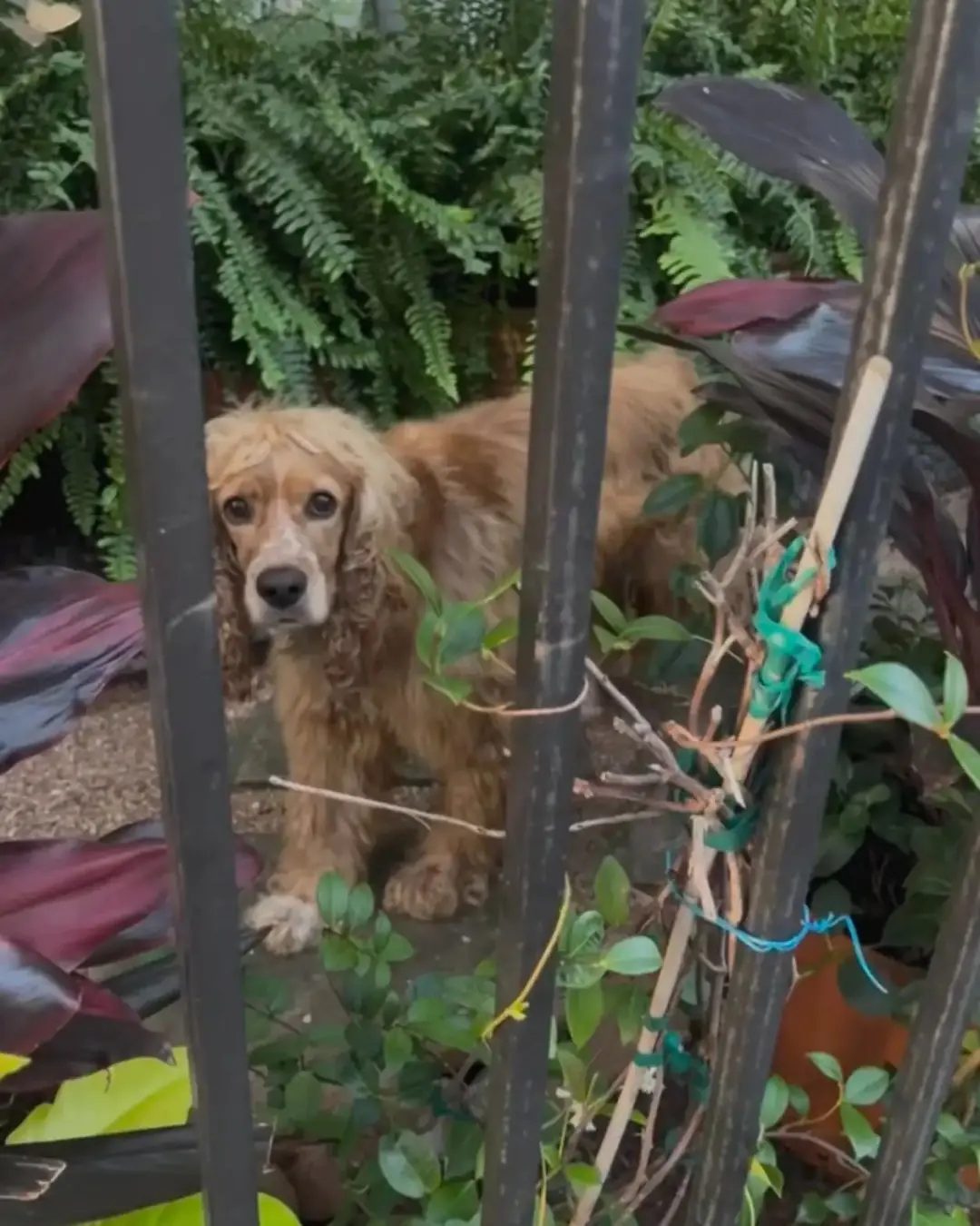 Benny’s Redemption: A Journey from Loneliness to Love