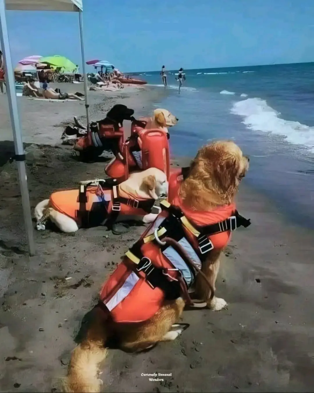 When “Just a Dog” Becomes the Difference Between Life and Death