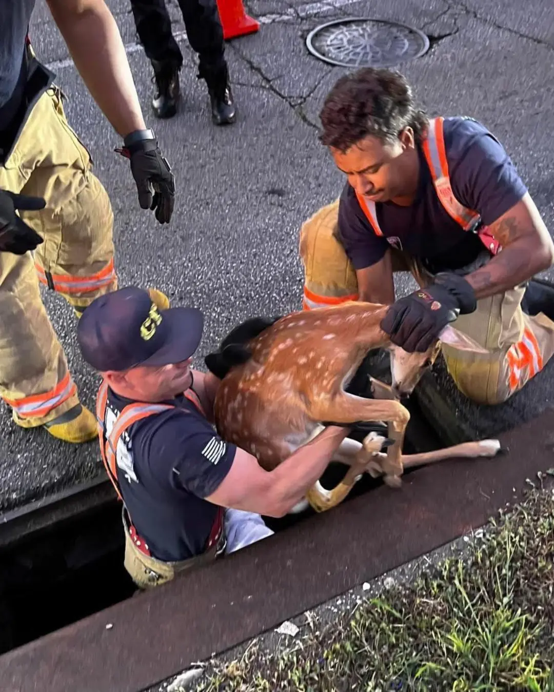 Firefighters Save Trapped Fawn from Storm Drain, Reuniting It with Nature