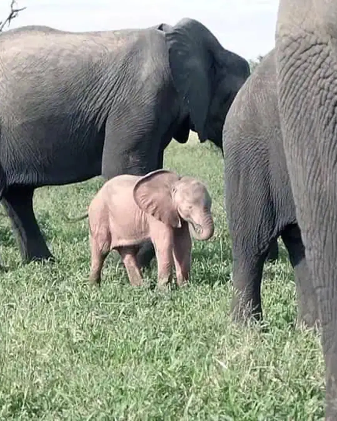 The Little Elephant Who Was Born Different: A Pink Calf in the Wild