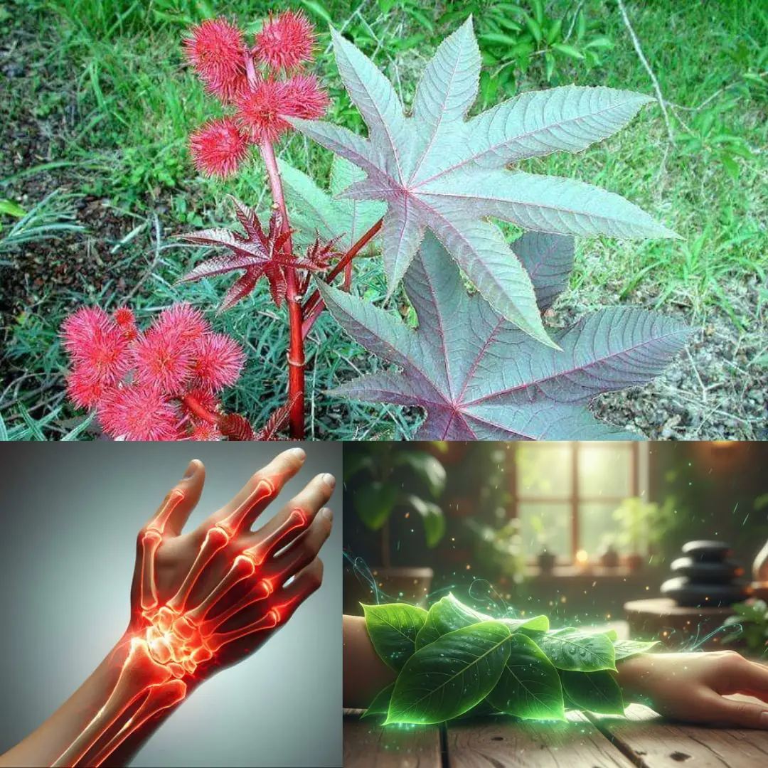 Some of the Benefits of Castor Leaves and the Seed