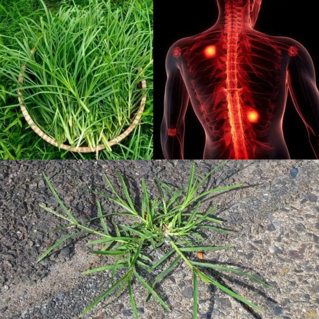 The Healing Power of Goose Grass – A Backyard Miracle for Over 10 Ailments