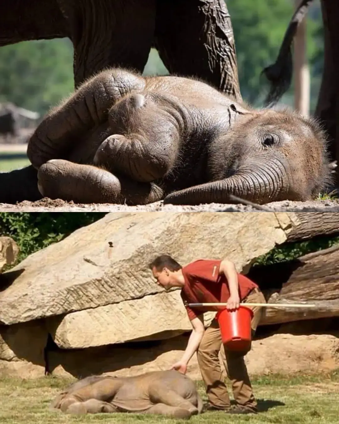 The Sleepiest Little Elephant in the World.
